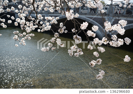 Cherry blossoms in full bloom taken along the Asano River in Kanazawa 136296680