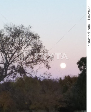 森林裡的滿月 136296689