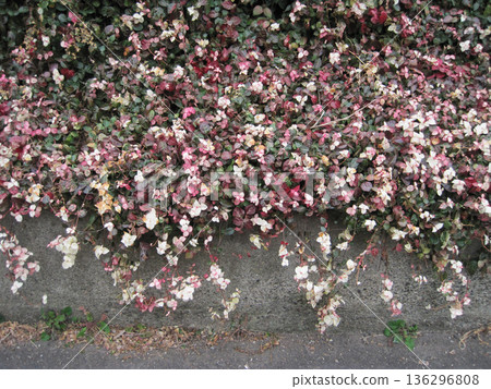 Red, white and green snow vine 136296808