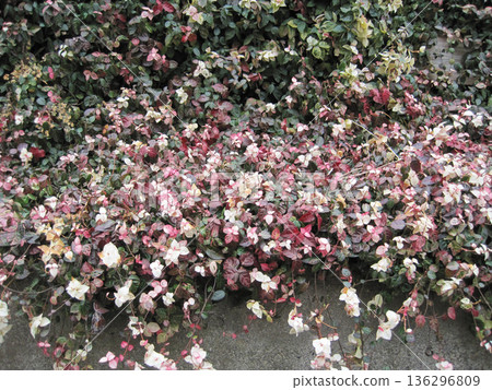 Red, white and green snow vine Red, white and green snow vine 136296809