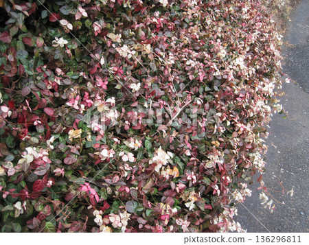 Red, white and green snow vine Red, white and green snow vine 136296811