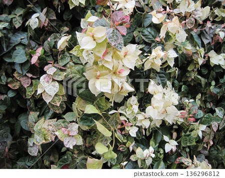 Pink, white and green snow vine Pink, white and green snow vine 136296812