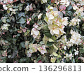 Pink, white and green snow vine 136296813