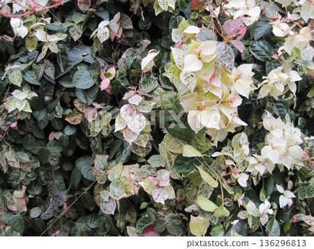 Pink, white and green snow vine Pink, white and green snow vine 136296813