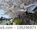 A man and a woman enjoying cherry blossom viewing under the cherry blossoms in full bloom 136296873