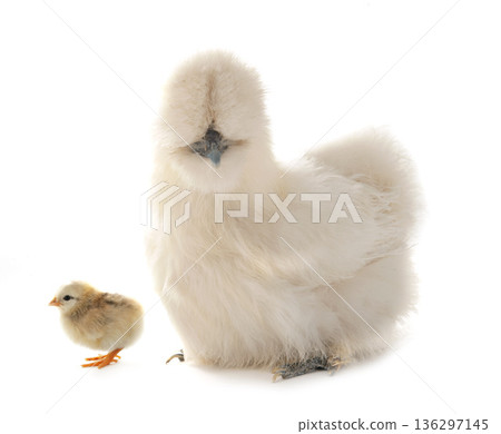 silkie chicken in studio 136297145