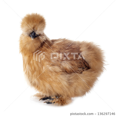 silkie chicken in studio 136297146
