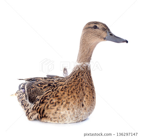 female duck 136297147