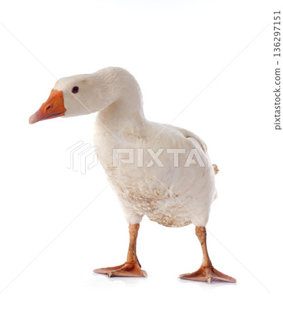 goose goose 136297151