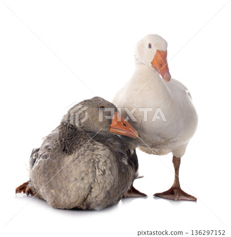 goose goose 136297152