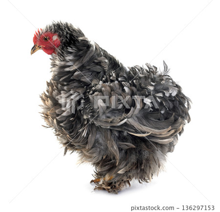 Curly Feathered chicken Pekin Curly Feathered chicken Pekin 136297153