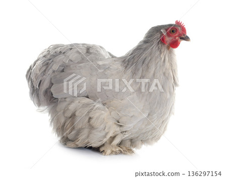 pekin chicken pekin chicken 136297154