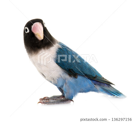 blue masqued lovebird blue masqued lovebird 136297156