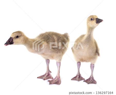 gosling in studio 136297164