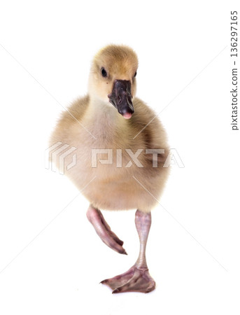 gosling in studio 136297165