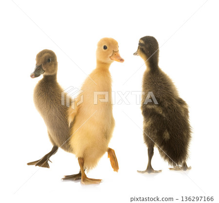 Indian Runner ducking 136297166
