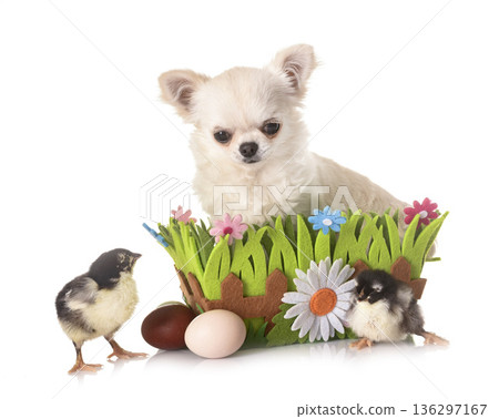 puppy chihuahua and chicks puppy chihuahua and chicks 136297167