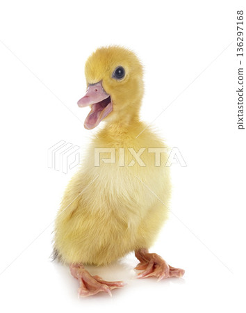 duckling in studio 136297168