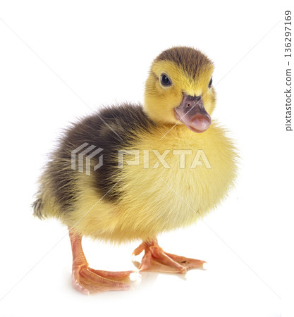 duckling in studio duckling in studio 136297169