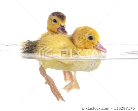 duckling in studio duckling in studio 136297170