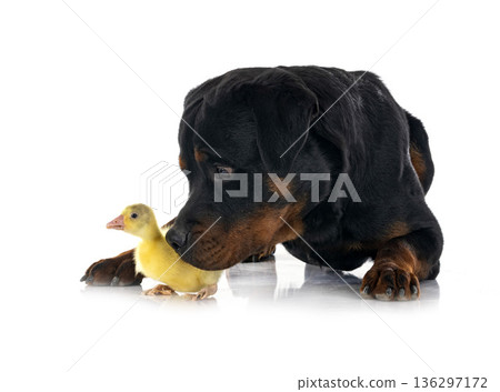 rottweiler and gosling 136297172