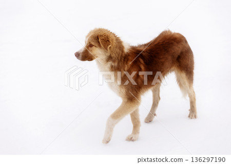 Red brown mutt street dog walking outdoors Red brown mutt street dog walking outdoors 136297190