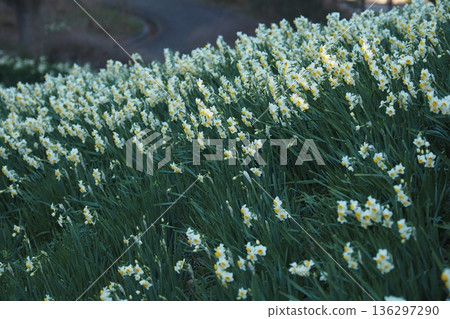 冬日清晨的陽光和山坡上盛開的水仙花 136297290