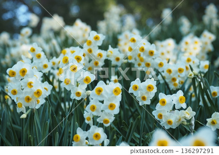 Narcissus flower up 136297291
