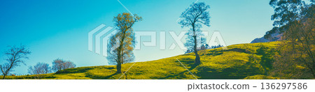 Grassy mountains slope with trees during sunset. Mountain landscape Grassy mountains slope with trees during sunset. Mountain landscape 136297586
