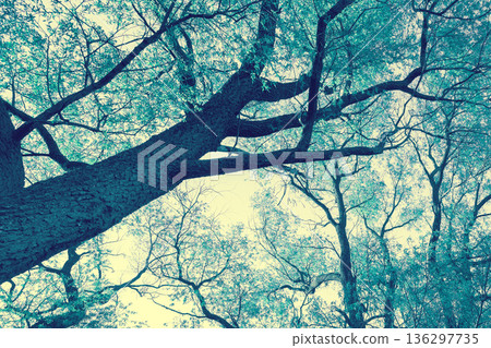 Blue vintage frame from tree branches. Nature background Blue vintage frame from tree branches. Nature background 136297735