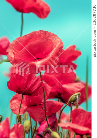 Red poppy flowers against a blue sky. Vertical banner 136297736