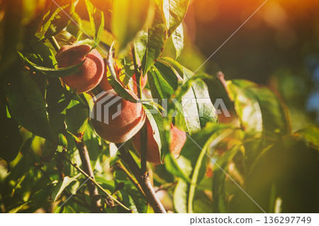 Peach on a branch in an orchard. Nature background. Harvest of ripe peaches Peach on a branch in an orchard. Nature background. Harvest of ripe peaches 136297749