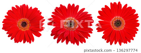 Three red gerbera flowers heads isolated on white background. Three red gerbera flowers heads isolated on white background. 136297774
