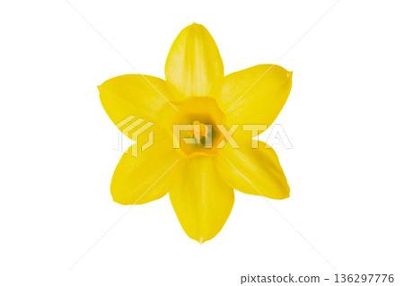 Single yellow daffodil flower isolated on white background. Single yellow daffodil flower isolated on white background. 136297776