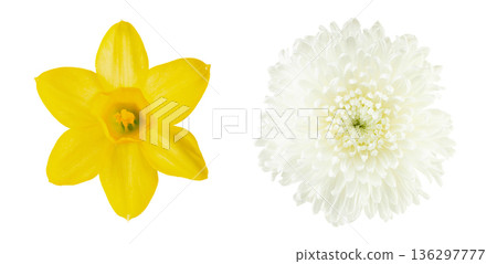 Two spring blossoms Two spring blossoms 136297777