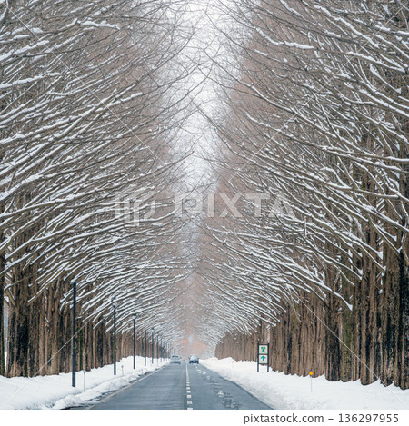 Snow scene of metasequoia trees in Shiga Snow scene of metasequoia trees in Shiga 136297955