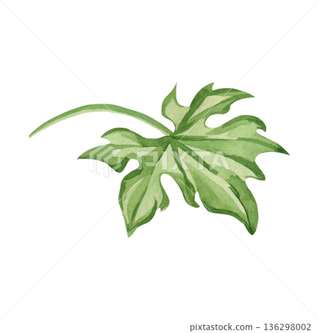 A green momordica leaf with a stem, hand-drawn watercolor illustration isolated on a white background. Botanical illustration for healthy eating, herbal medicine, and nature-inspired design concepts. 136298002