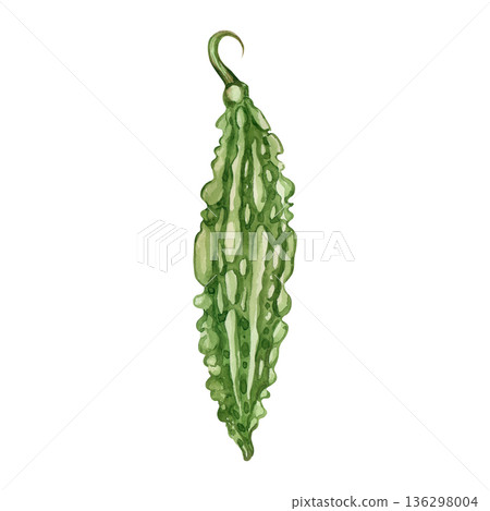 Green bitter gourd, or karela vegetable, hand-drawn in watercolor on a white background. Momordica vegetable illustration. Healthy eating and vegetarian diet concept for packaging and product printing Green bitter gourd, or karela vegetable, hand-drawn in watercolor on a white background. Momordica vegetable illustration. Healthy eating and vegetarian diet concept for packaging and product printing 136298004