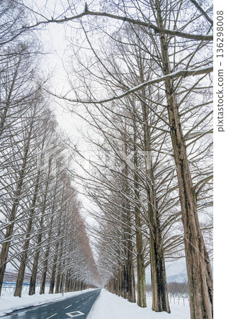 滋賀郡雪景中的水杉樹 滋賀郡雪景中的水杉樹 136298008
