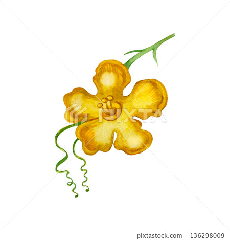 A yellow momordica flower with a green stem and tendrils. Hand-drawn in watercolor and isolated on a white background. The illustration is perfect for printing on fabric, paper, design, and crafts. A yellow momordica flower with a green stem and tendrils. Hand-drawn in watercolor and isolated on a white background. The illustration is perfect for printing on fabric, paper, design, and crafts. 136298009
