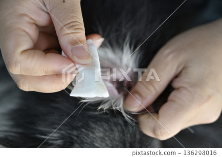 Cleaning dog ears Chihuahua Cleaning dog ears Chihuahua 136298016