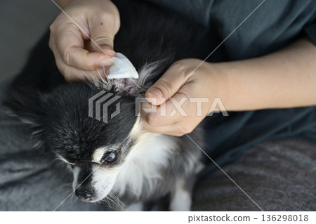 Cleaning dog ears Chihuahua Cleaning dog ears Chihuahua 136298018