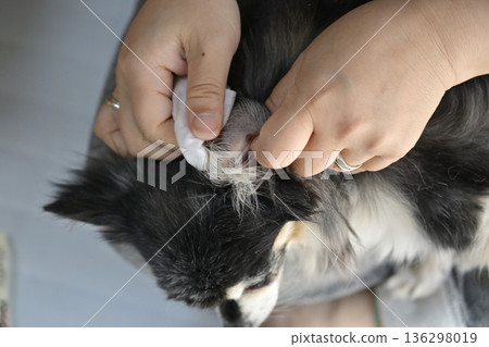 清潔吉娃娃的耳朵 清潔吉娃娃的耳朵 136298019