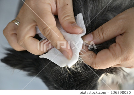 清潔吉娃娃的耳朵 136298020