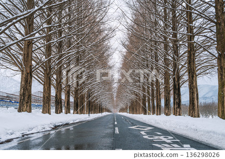 滋賀郡雪景中的水杉樹 136298026