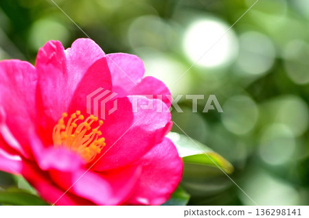 附近看到的茶梅花 附近看到的茶梅花 136298141