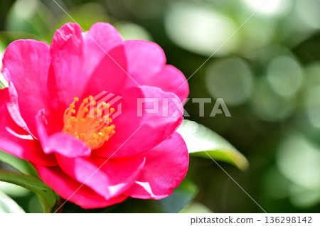 附近看到的茶梅花 附近看到的茶梅花 136298142