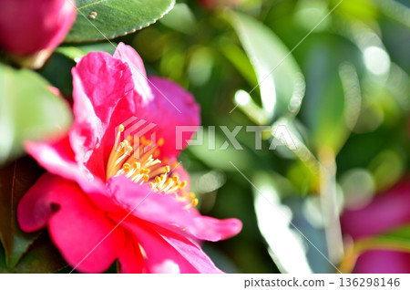 附近看到的茶梅花 附近看到的茶梅花 136298146