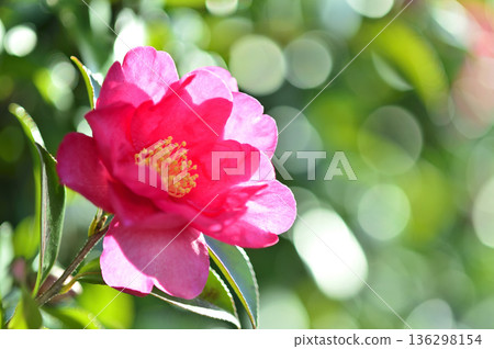 Sasanqua flowers seen in the neighborhood 136298154