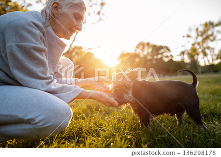 cheerful senior woman person hugging and kissing cute adorable miniature schnauzer dog, love of people and domestic animals cheerful senior woman person hugging and kissing cute adorable miniature schnauzer dog, love of people and domestic animals 136298178